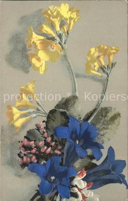 Verlag Photochromie Nr. 491 Enzian Schlüsselblumen