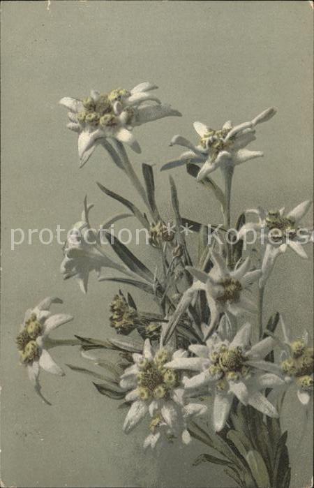 Verlag Photochromie Nr. 482 Edelweiss