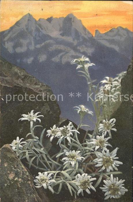 Verlag Photochromie Nr. 758 Serie 506 Leontopodium alpinum Edel