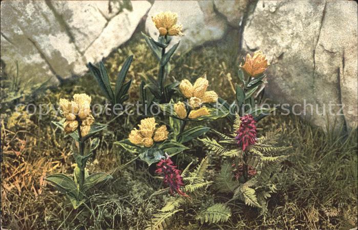 Blumen Gentiana punctata Pedicularis recutita