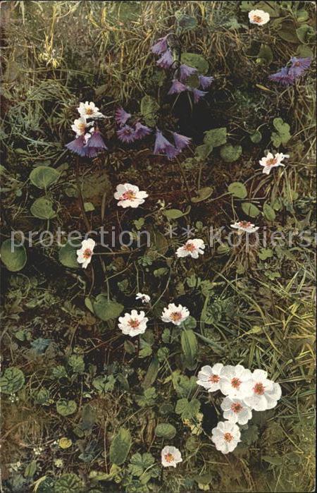 Blumen Soldanella alpina Ranunculus alpestris
