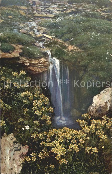 Blumen Saxifraga muscoides Verlag-Photochromie