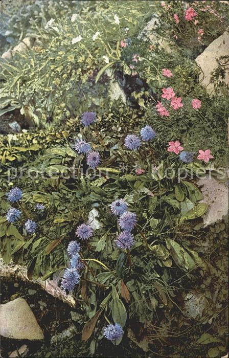 Blumen Globularia nudicaulis Erica carnea Verl