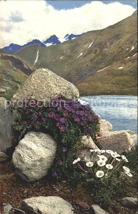 Blumen Saxifraga oppositifolia Ranunculus alpe