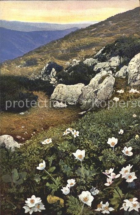 Blumen Anemone alpina Verlag-Photochromie Nr.