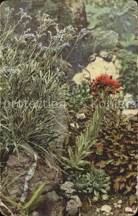 Blumen Saxifraga Steinbrech Dachwurz