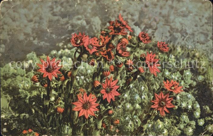 Blumen Spinnwebige Hauswurz Sempervivum arachn