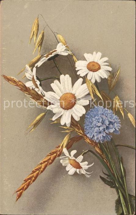 Blumen Margeriten Kornblumen Weizen