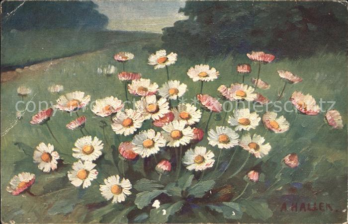Haller Anna Gaensebluemchen