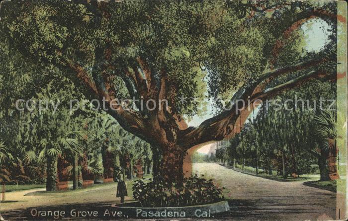 Baeume Trees Orange Grove Ave. Pasadena California