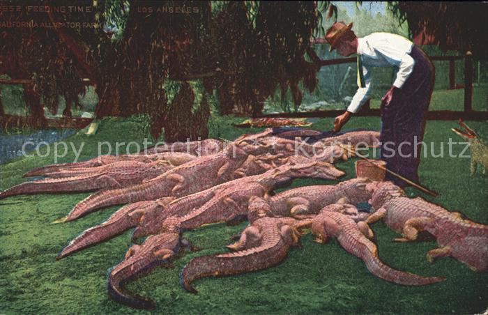 Krokodile California Alligator Farm Feeding Time Los Angeles