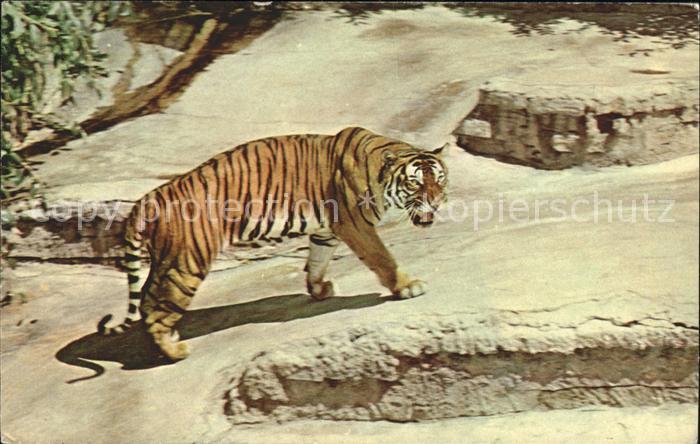 Tiger Tiere San Diego Zoo Bengal Tiger India