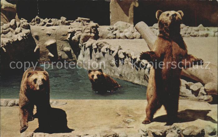 Baeren San Diego Zoo Brown Bears