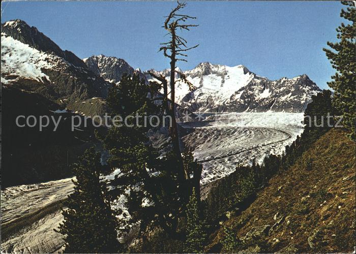Gletscher Aletschwald
