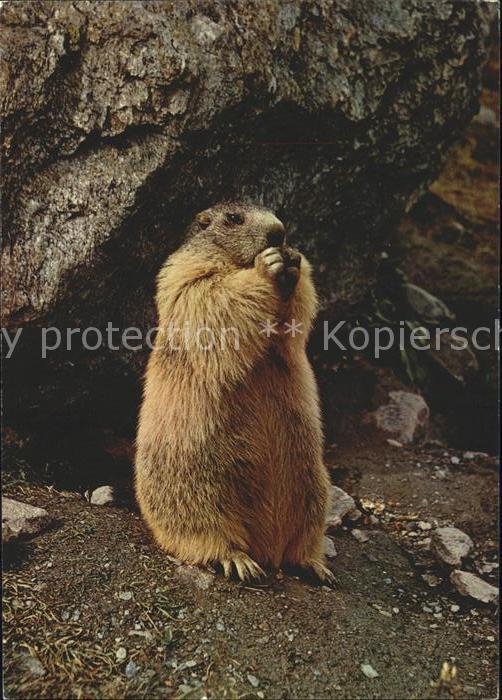 Murmeltier Marmotte Marmot