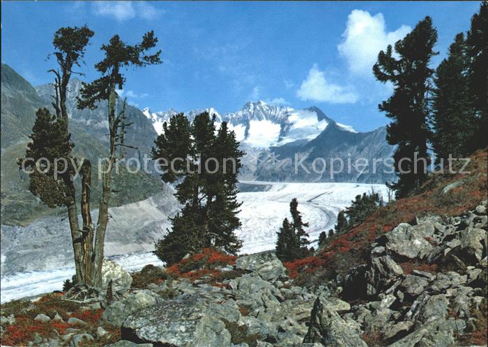 Gletscher Grosser Aletschgletscher Aletschwald Wa