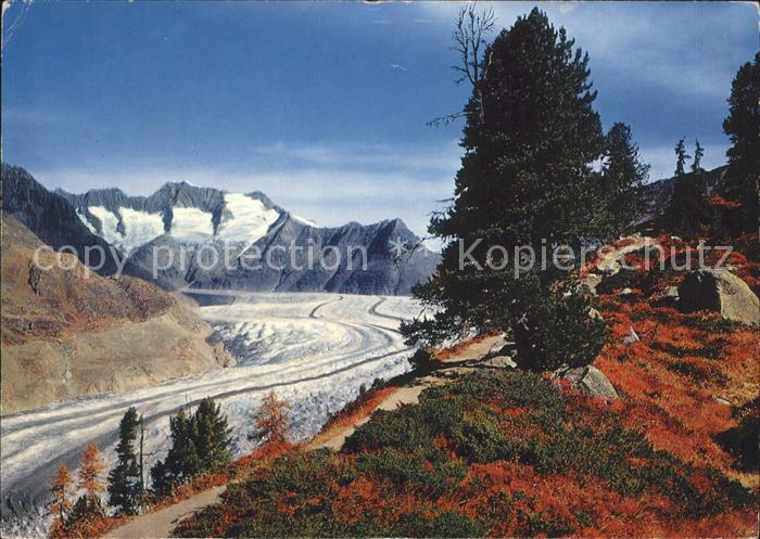 Gletscher Grosser Aletschgletscher Aletschwald Sc