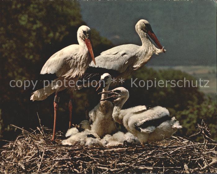 Storch Störche Altreu/So Vogelwarte Sempach