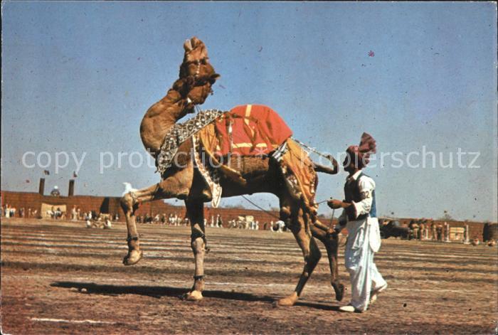 Kamel  Camel Chameau Tanz Pakistan Dancing Camel
