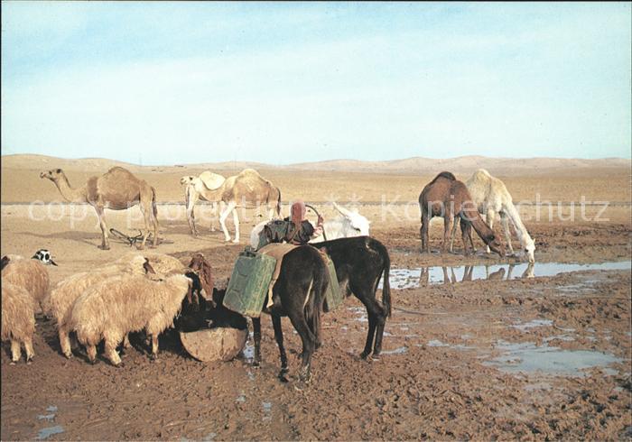 Kamel  Camel Chameau Esel Schafe Judean Desert Israel