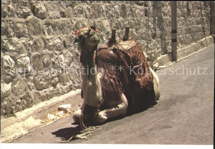 Kamel  Camel Chameau Israel