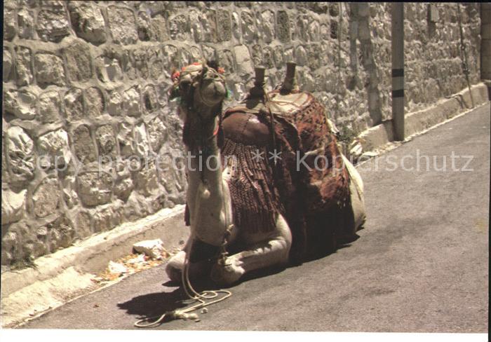 Kamel  Camel Chameau Camel Israel