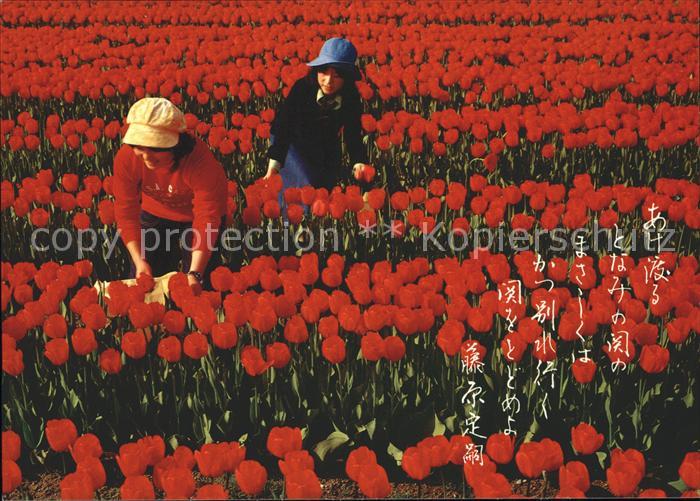 Blumen Tulpen Tulpenfeld China