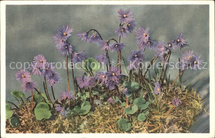 Blumen Alpensoldanelle Soldanelle des Alpes