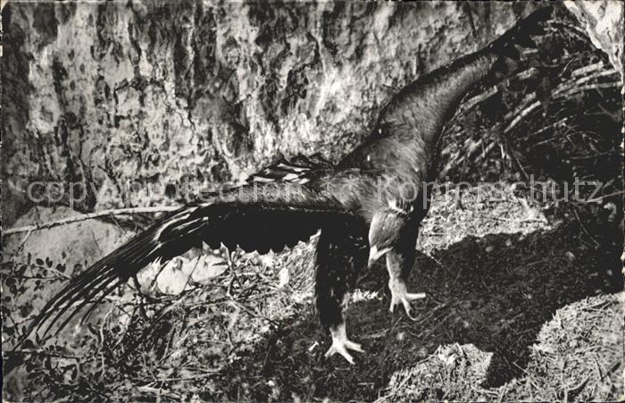 Adler Eagle Aigle Aguila Junger Steinadler