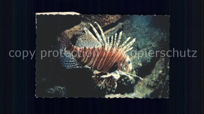 Fische Rotfeuerfisch Rascasse volante Aquarium