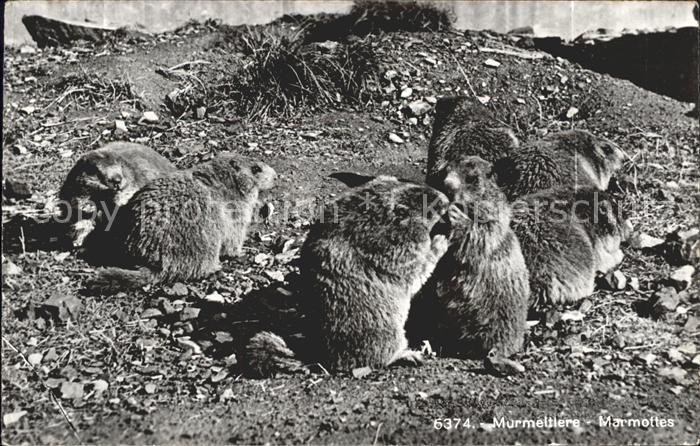 Murmeltier Marmottes Kl. Scheidegg