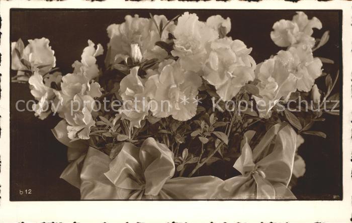 Blumen Nelken
