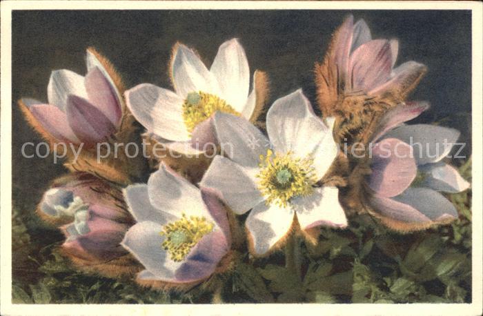 Blumen Frühlings-Kuhschelle Buschwindröschen
