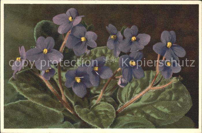 Blumen Usambaraveilchen Saintpaulia ionantha