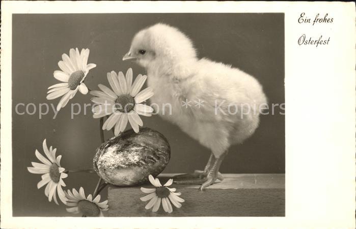 Ostern Easter Paques Kueken Osterei Wucherblumen
