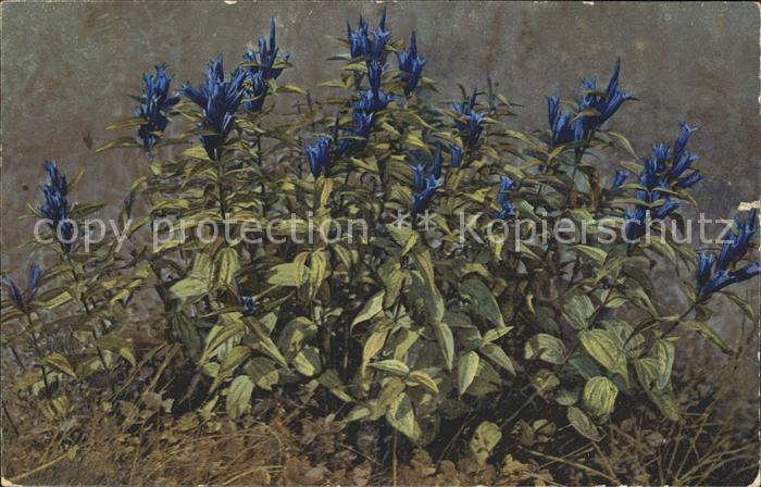 Verlag Photochromie Nr. 766 Gentiana asclepiadea Schwalbenwurz-Enzian