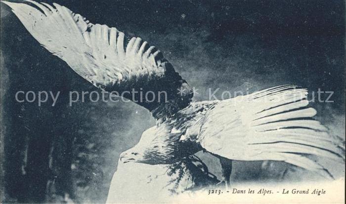 Adler Eagle Aigle Aguila Grand Aigle