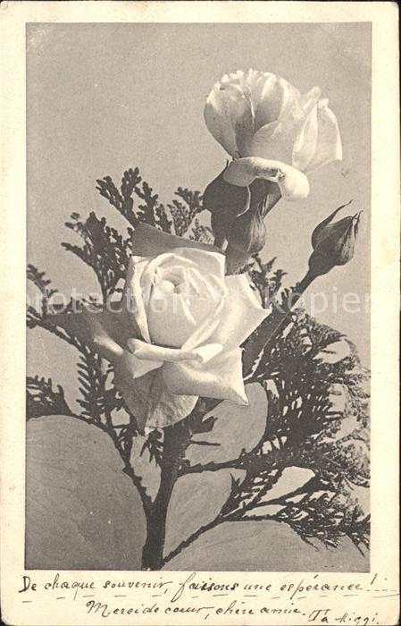 Rosen