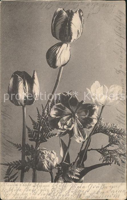 Blumen Tulpen