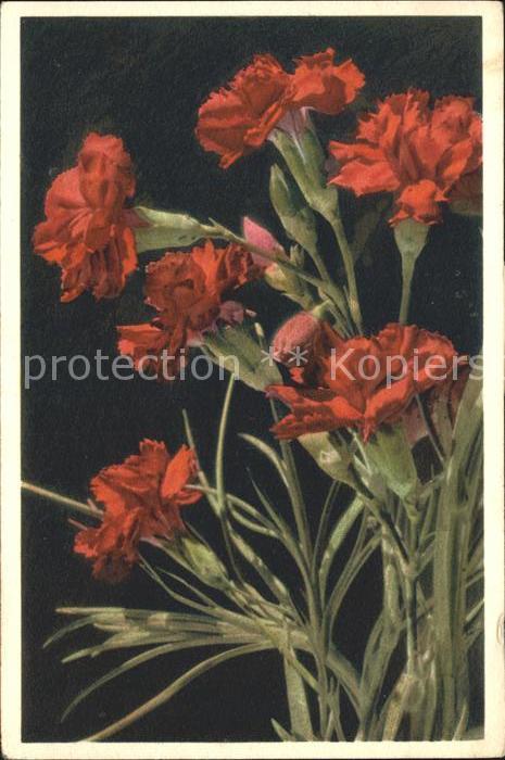 Blumen Garten-Nelke Dianthus Caryophyllus