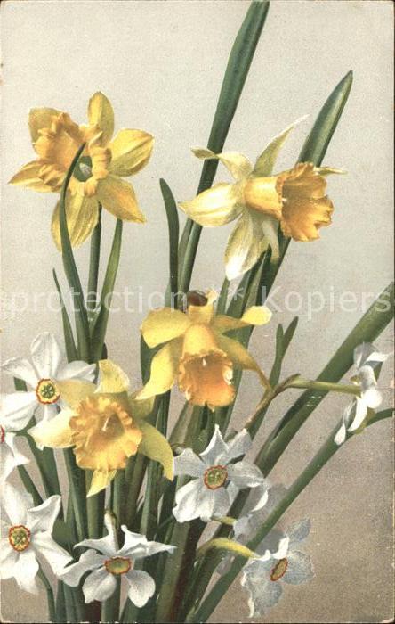 Verlag Photochromie Nr. 427 Narzissen