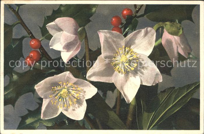 Blumen Christrose Schneerose Helleborus niger
