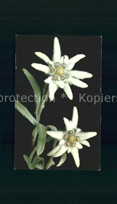Edelweiss Leontopodium alpinum Etoile des glacier