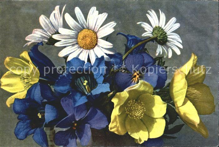 Blumen Chrysanthemum Leucanthemum Gentiana Koc