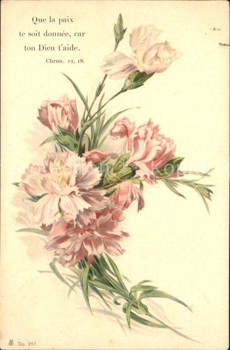 Blumen Nelken