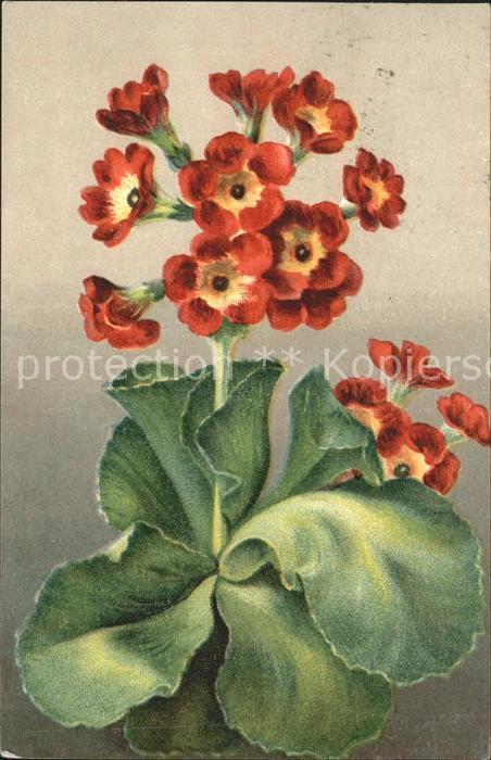 Blumen Primel