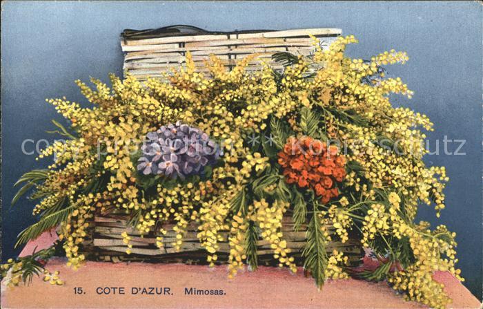 Blumen Mimose Primel Veilchen Cote d_Azur