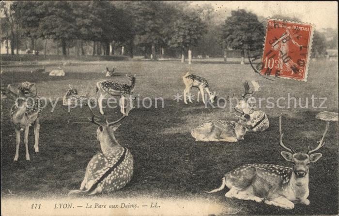 Hirsch Hirsche Lyon Parc aux Daims