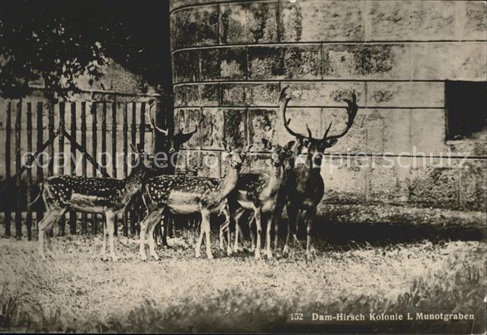 Hirsch Dam-Hirsche Munotgraben