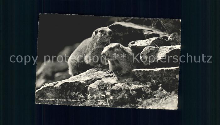 Murmeltier Murmeltiere